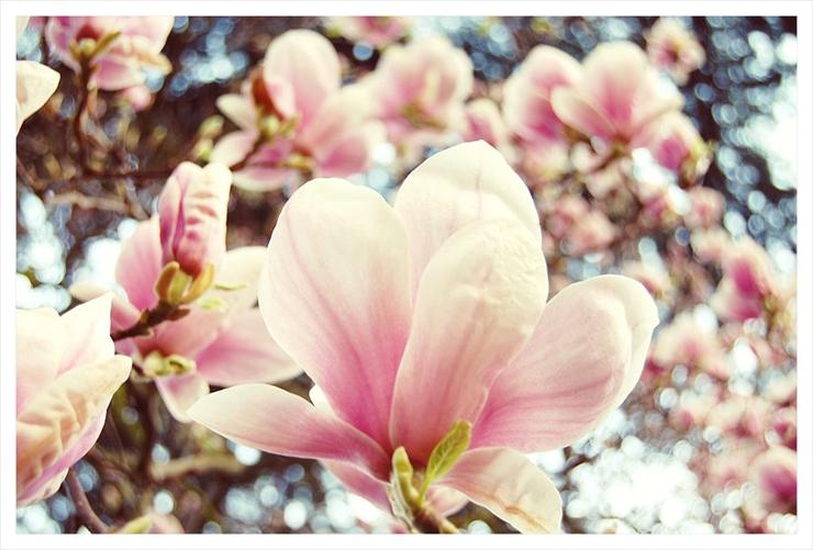 kwiaty - Magnolia_Cascade_by_lucky_april.jpg