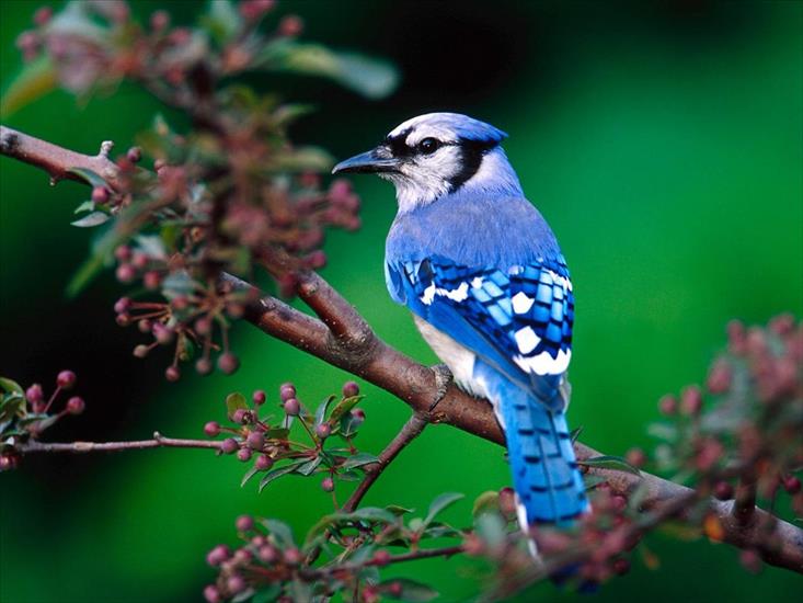 Zwierzątka1 - Blue_Jay.jpg