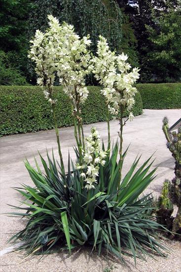 Yucca - Yucca_flaccida1.jpg