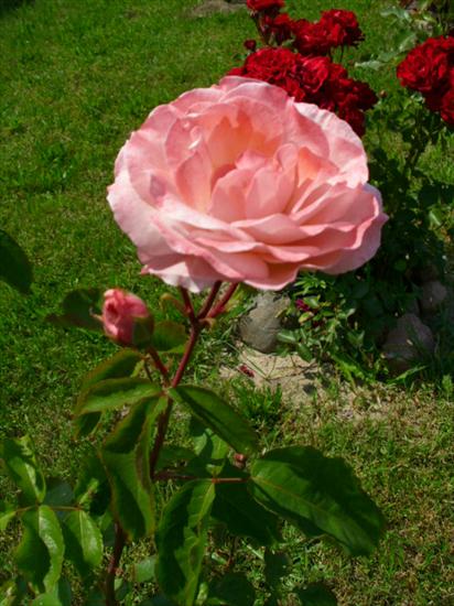 róże - roza-rozowa-rabatowa_16651277992922.jpg