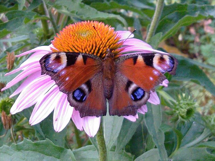Motyle na kwiatach - Motyl 26.jpg
