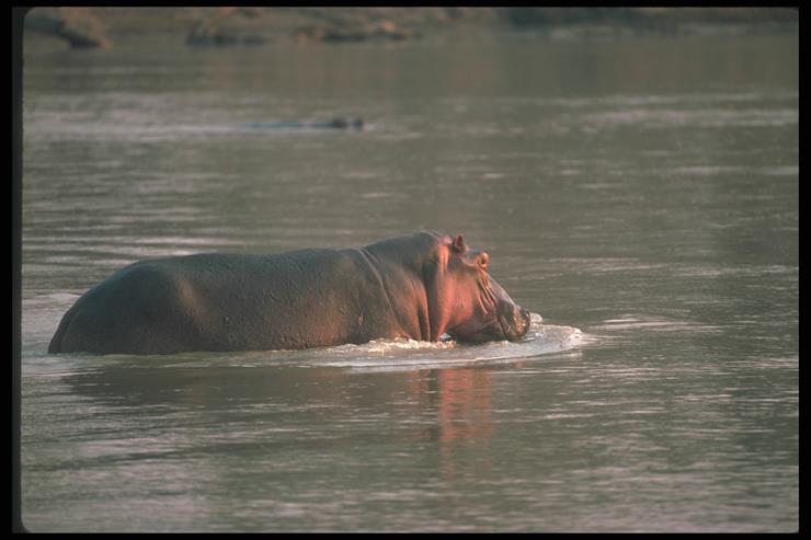 Hippos and Rhinos - 03.jpg