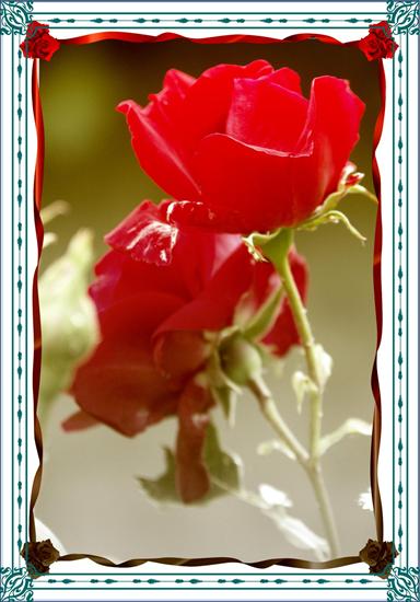 Kwiaty w oprawie - Róża F.jpg