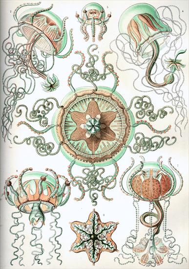 Ernst Haeckel - Kunstformen der Natur 1904 - Haeckel_Trachomedusae.jpg