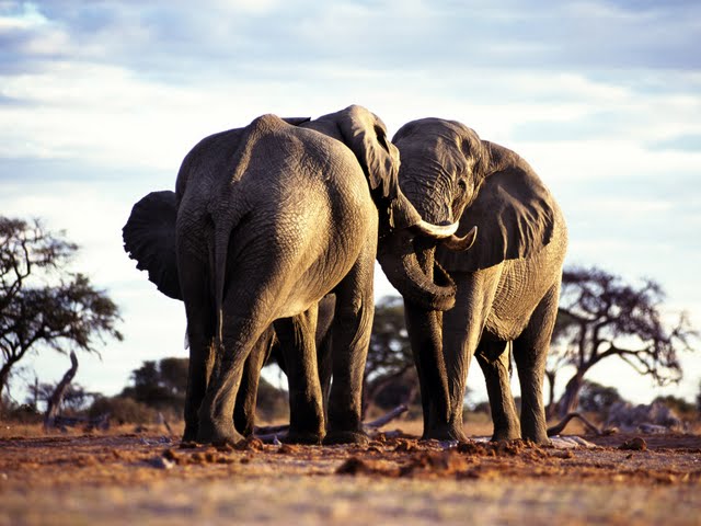 słonie - Animals Wallpapers 39.jpg