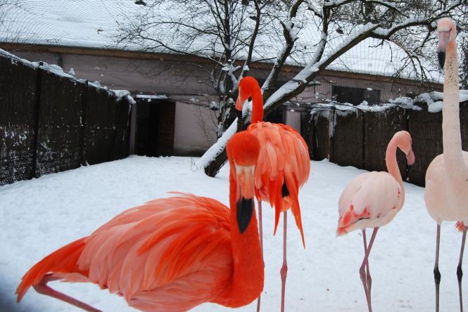 Flamingi - flamingi_zoo_zima.jpg