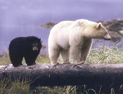 Biale Baribale folder zachomikowany od grizzly-57 - Wild_Animal_Tracks-Spirit-Bear-with-Cub-photo.jpg