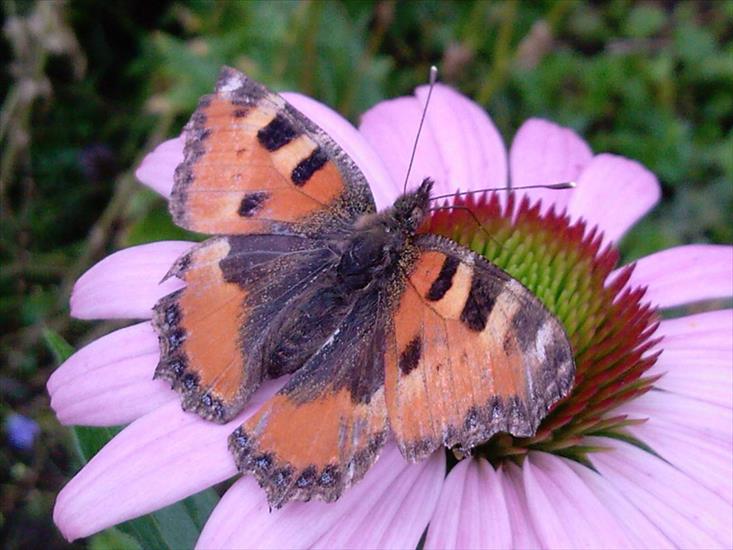 Motyle na kwiatach - M 69.jpg