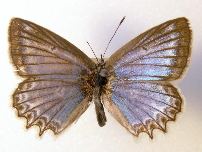 Motyle1 - 11.jpg