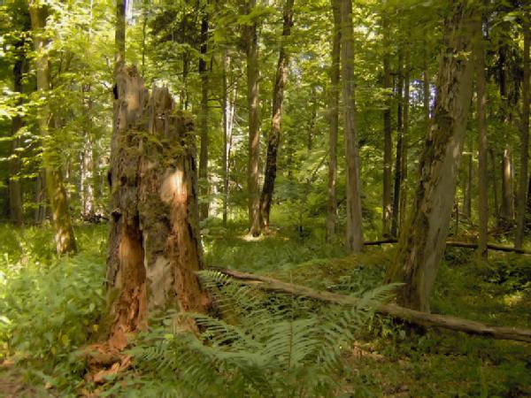 Białowieska - puszcza2.jpg