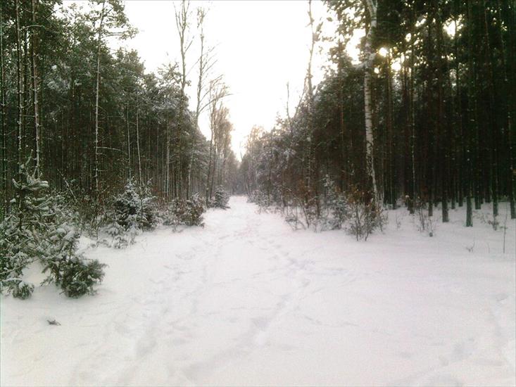 Zima w lesie - Las7.jpg