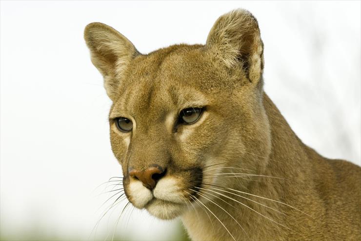 Big Cats - 03 - Profile of a Cougar, Montana.jpg