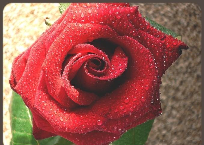 Róże - Róża.jpg