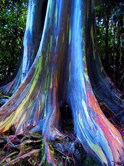 jakaranda - dziwne-drzewa-teczowy-eukaliptus-1.jpg