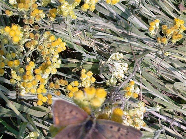 Motyle na kwiatach - Zdjęcia-0027.jpg