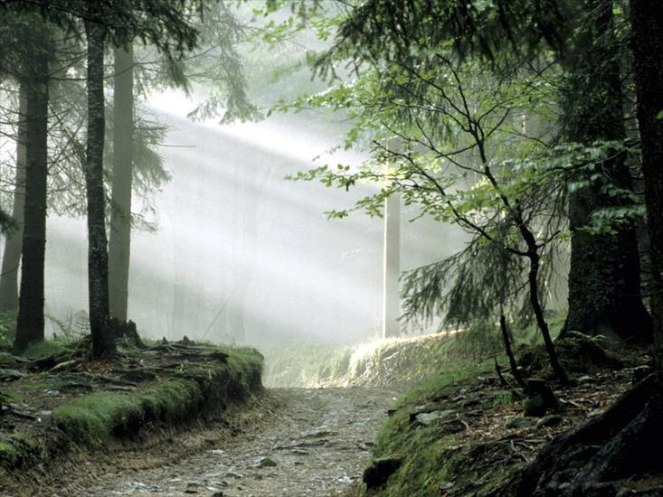 Krajobrazy3 - Fairy Tale Forest, Bavarian National Forest, Bavaria, Germany.jpg