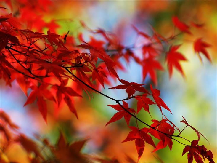 Jesiennie - Kolory jesieni.jpg