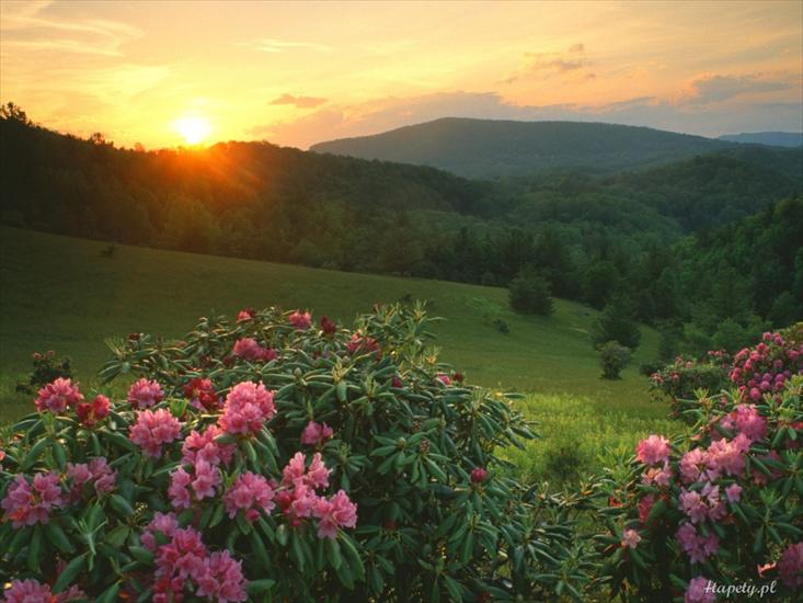 Krajobrazy3 - rhododendrons_at_sunrise_moses_h__cone_memorial_park_north_carolina-1024x768.jpg