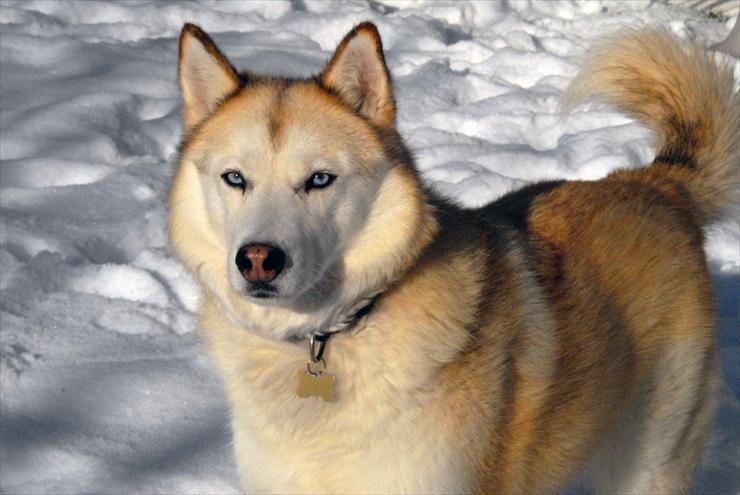 Zwierzaki - Siberian_Husky_sable1.jpg