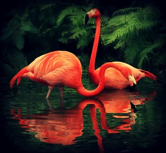 Ptaki - beautiful-animal-photography.jpg