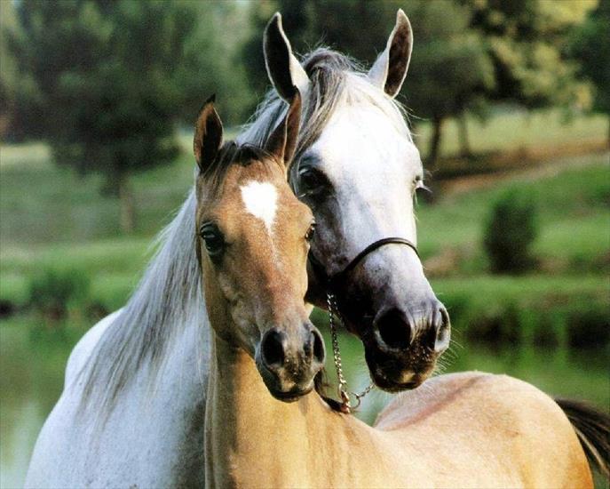 Konie - zwierzeta-konie-1280-3473.jpg