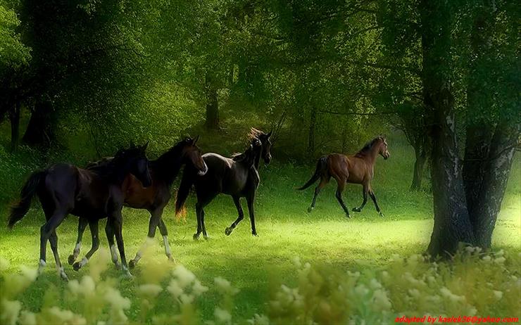 KONIE - horses - IS_0058q21.jpg