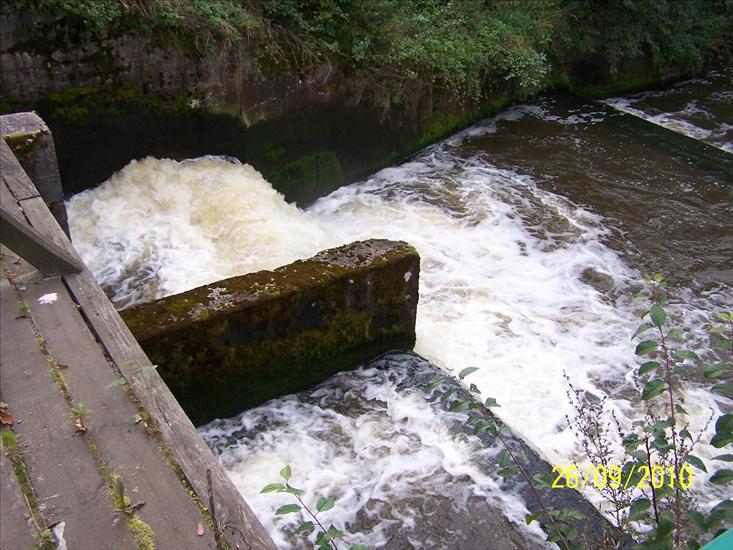 Zwierzyniec i okolice 2010 - 100_6910.JPG