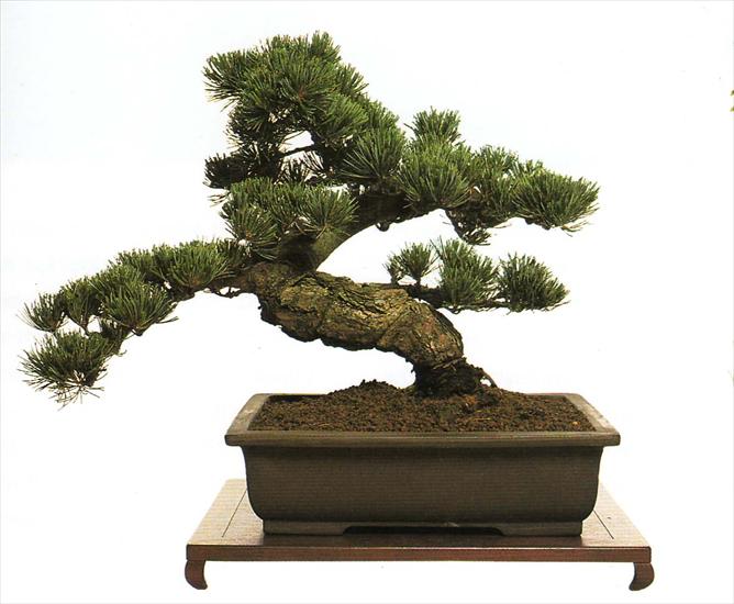 BONSAI - bonsai20tree.jpg