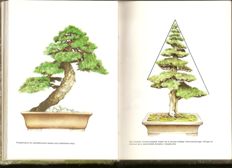 Bonsai - skanuj0049.jpg