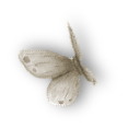 motyle,owady - Fairymist_1a.png