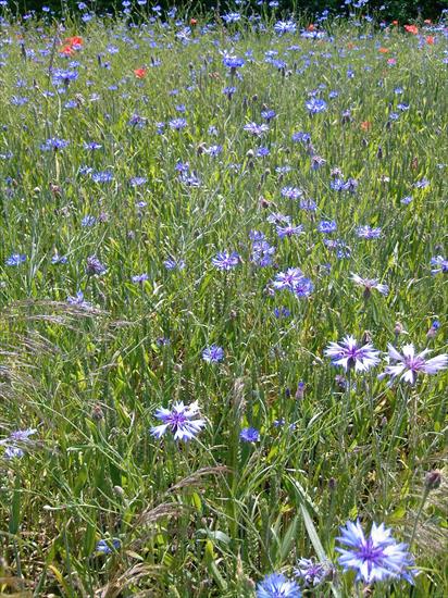 Kwiaty Lata - Modrak polny.jpg