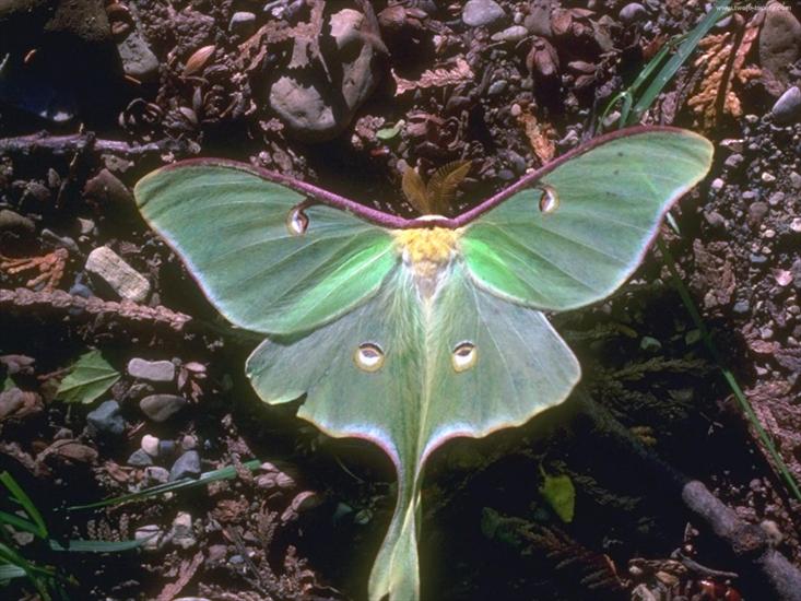 motyl zielony - 5568116001200ma-ksiy.jpg