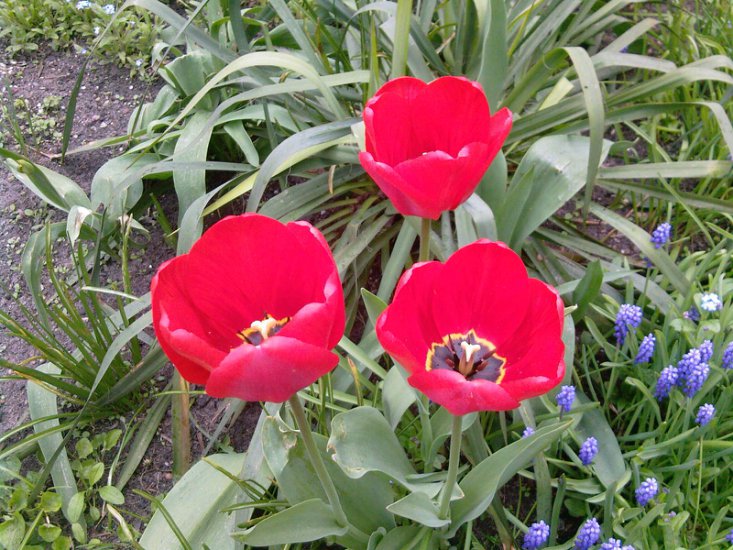 Tulipany-2014 - Zdjęcia-0021.jpg