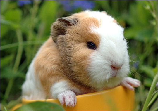 ŚWINKI MORSKIE - guinea-pig.jpg