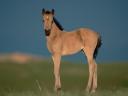 Tapety konie - TN-watchful_foal.jpg
