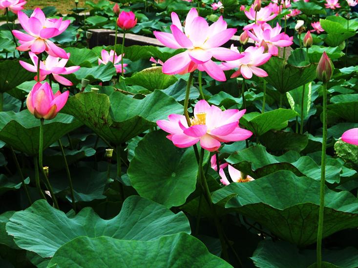 Piekne Ogrody,Kwiaty - lotus-010-269.jpg