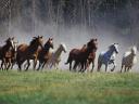 Tapety konie - TN-roundup_on_the_ranch.jpg
