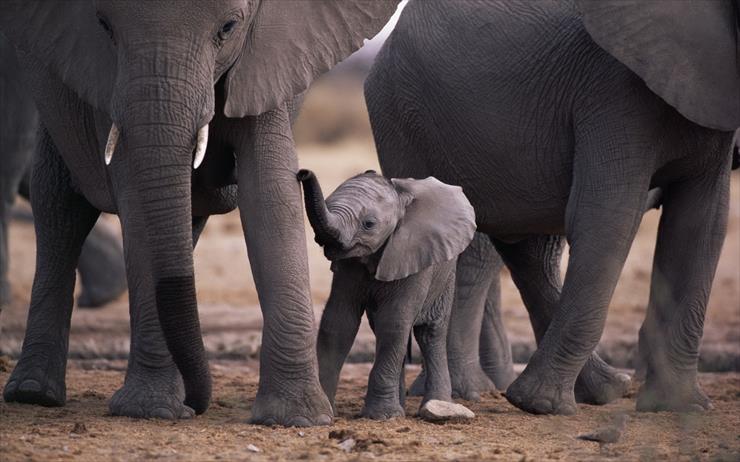 Fauna i Flora  - afrykańskie słonie i słoniątko.jpg