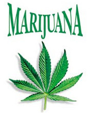 Gandzia - cannabis2.jpg
