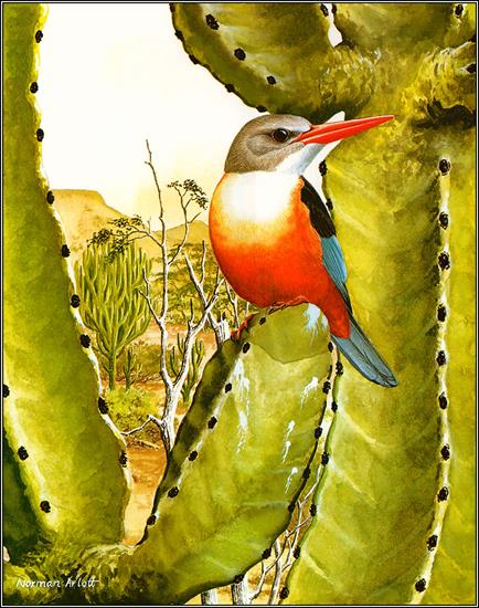 Ptaki malowane - Headed Kingfisher.jpg