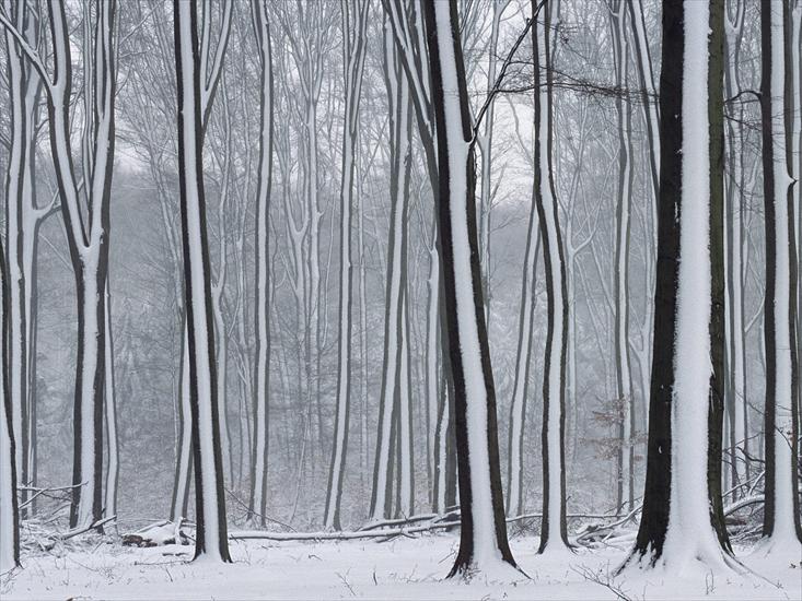 Krajobrazy - Snow-Covered Forest, Achterhoek Gelderland, The Netherlands.jpg