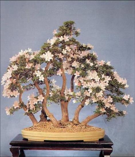 drzewka bonsai - 43.jpg