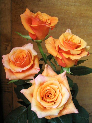 Róże-3 - rose-orange-milva-tg.jpg