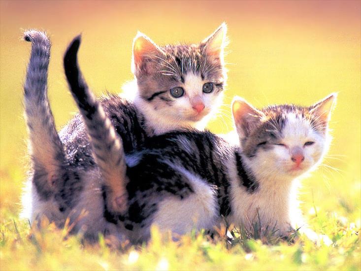 Zwierzęta - cats004.jpg