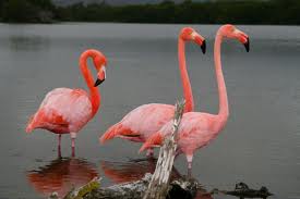Flamingi - imagesR.jpg