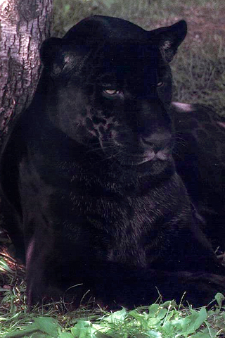 Tapety Animals - Panther-66.jpg