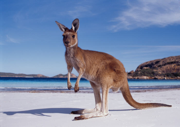 Australia - western-australia-kangaroo-beach.jpg