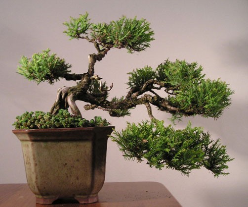 bonsai - bonsai.jpg