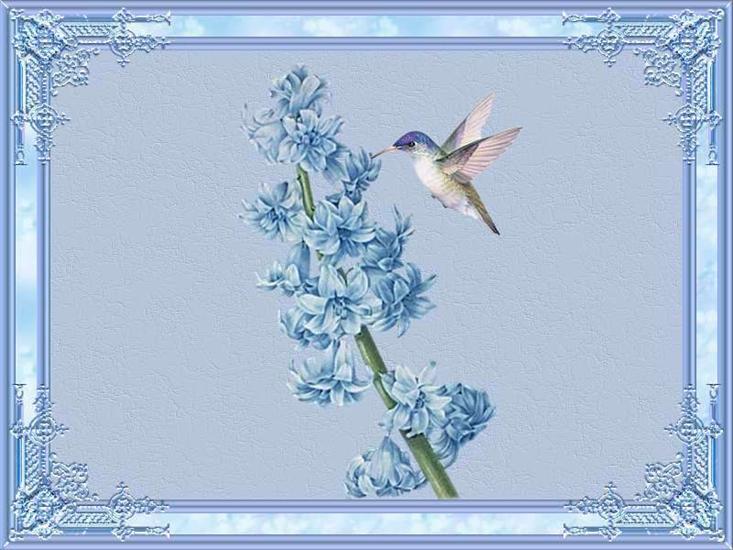 tła - hyacinth.jpg