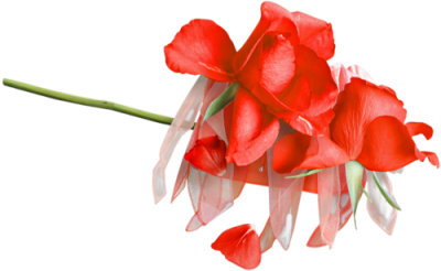 kwiaty czerwone - kvetiny_cervene 105.png